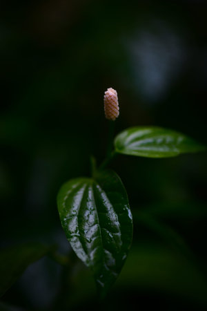 natural light in the shadows, herb in houses after rain