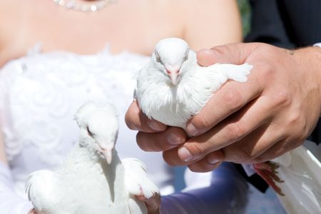 white pigeons in the hands of the bride and groomの写真素材