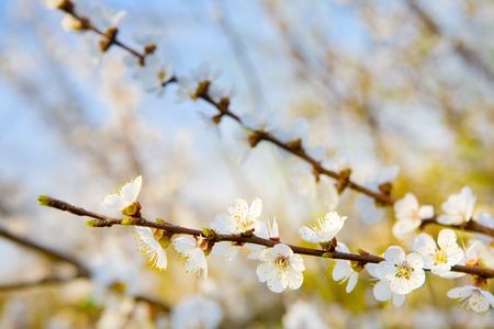 whiter flowers of apricot-tree on branchesの写真素材