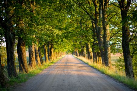 tunnel of green trees on sunlightの写真素材