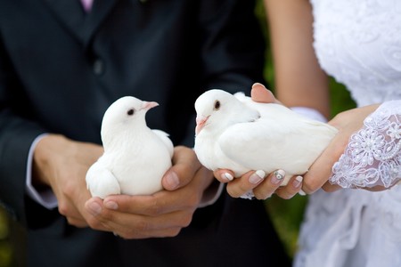 two white pigeons in handsの写真素材
