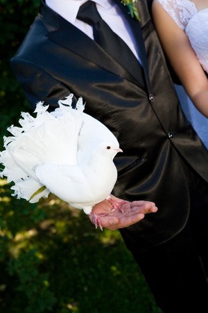 pigeon on the handの写真素材