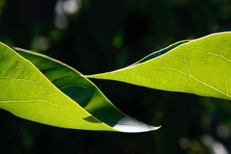 two leaves of Lilac