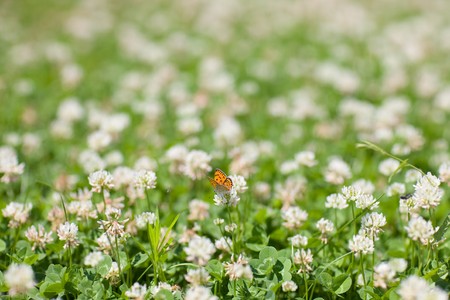 butterfly and flowers in sunny dayの写真素材