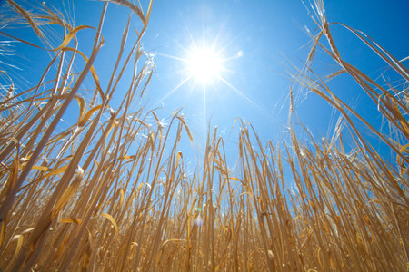golden field of wheats and sunの写真素材