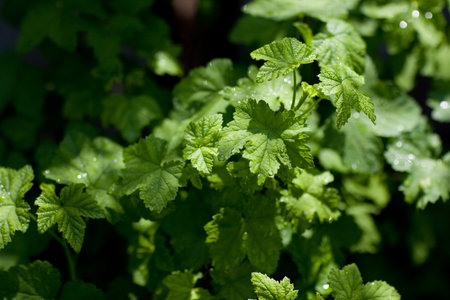 background of leaves of a current bush