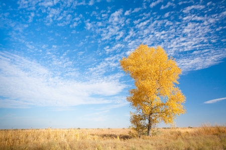 autumn background with yellow treeの写真素材