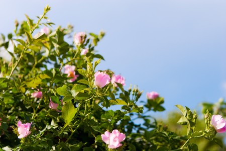 background of dog-roses and skyの写真素材