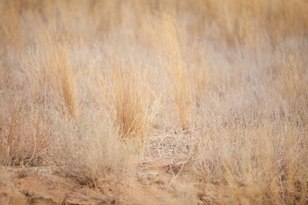 dry yellow grass in a desertの写真素材