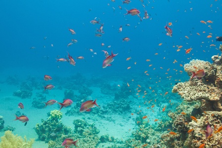 Scalefin anthias fish and corals in the Red seaの写真素材