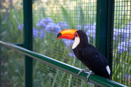beautiful toucan on the fenceの写真素材