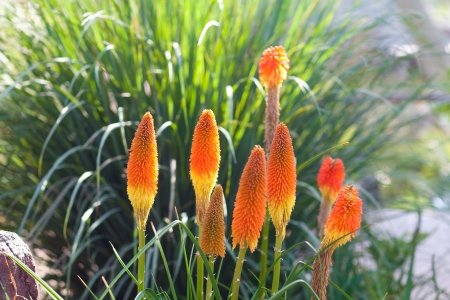 beautiful flowers growingの写真素材