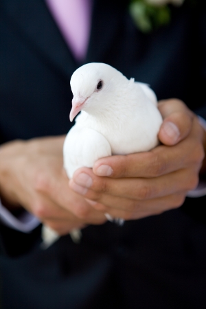 white pigeon in hands of a manの写真素材
