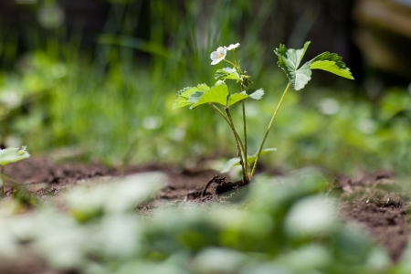 strawberry plant in spring in soilの写真素材