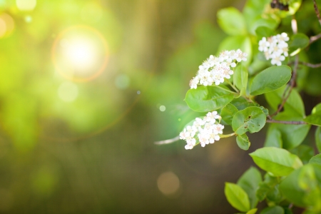 beautiful white flowers in springの写真素材