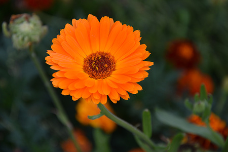 Medicinal Flower of Calendula "Calendula officinalis" on a blurred background.の写真素材
