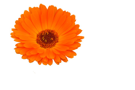 A medicinal plant Caléndula, a very beautiful flower on white background.の写真素材