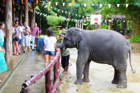 Tourists watch the elephant show in the pranks of Phang Nga in Thailand. An elephant kisses a woman in gratitude for food. Photo of 10/23/2016.のeditorial素材