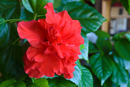 House plant hibiscus - Chinese rose Latin name - Hibiscus rosa-sinensis.の写真素材