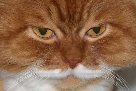 Gloomy cat's eyes close up.の写真素材