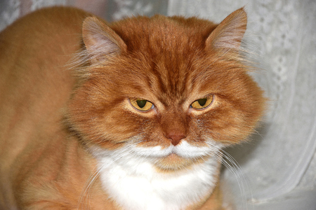 Gloomy cat's eyes.の写真素材