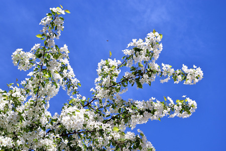 A flowering apple tree branch against the blue sky and a small bee.の写真素材