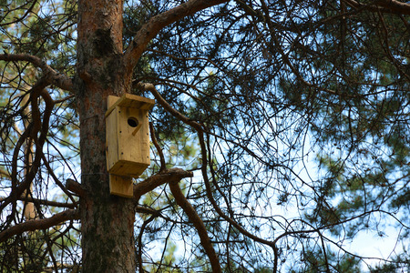 Wooden birdhouse in a pine forest against a blue sky.の写真素材