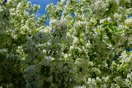 White flowers of an apple tree against a blue sky.の写真素材