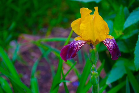 The flower of Iris sibirian (Iris sibirica) on a blurred background of leaves.の写真素材