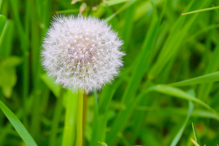 Basket of fruits of dandelion medicinal (Latin Taráxacum) on a blurred background of leaves.の写真素材