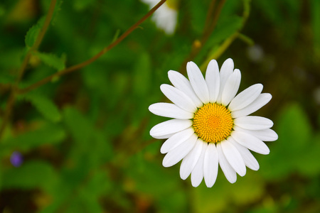 A flower of a forest chamomile (Latin Matricaria) on a blurred background of leaves.の写真素材