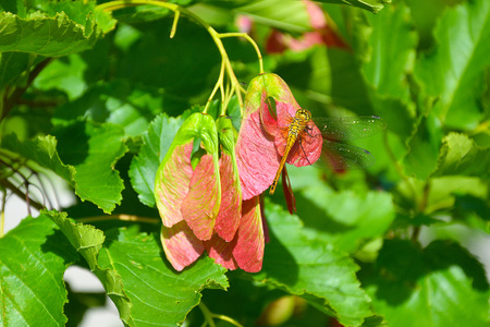 Dragonfly (Latin Odonata) sits on the seeds of the Red Maple (Latin Ácer rúbrum).の写真素材