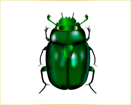 The beetle is metallic green in color, similar to the  Cetonia aurata. Vector illustration on a white background.のイラスト素材