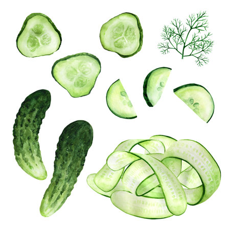 Set fresh whole and sliced cucumber isolated on white background. Watercolor hand drawn vegetables. For restaurant, kitchen, menuの写真素材