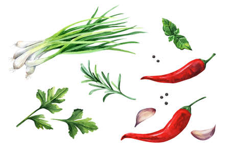 Set of herbs, spices - garlic, rosemary, basil, parsley, green onions. watercolor illustrationの写真素材