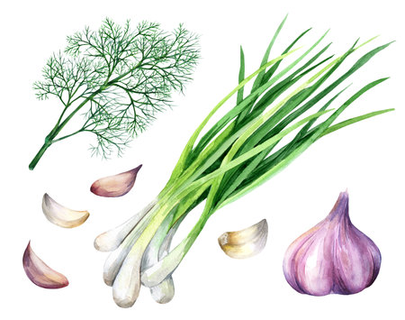 Set of green onion, fresh dill and garlic isolated on white background. food concept. Hand drawn watercolor illustration on white backgroundの写真素材
