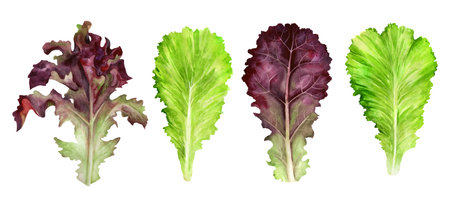 Set of various fresh leafy vegetables isolated on white background. Hand drawn watercolor...