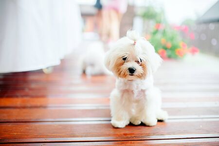 Cute puppy playing in the park and look at cameraの写真素材