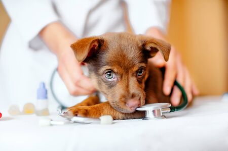 puppy at the vet, veterinary clinicの写真素材