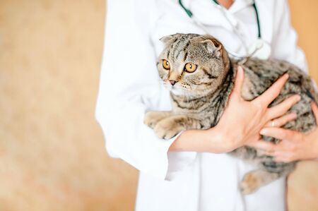 cat on hands of a veterinarian in a veterinary clinicの写真素材