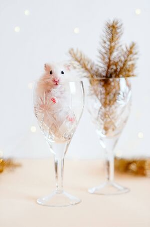 hamster in a glass on a bright New Year backgroundの写真素材