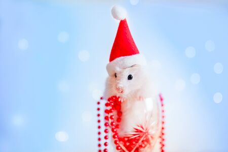 Cute hamster with santa hat on background with christmas lightsの写真素材