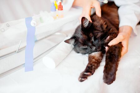 Veterinarian examining ears of a cat while doing checkup at clinicの写真素材