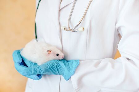 Hands of owner holding cute little hamster. Professional vet doctor diagnosing pet with stethoscope. Animal on examination in vet clinic. Doctor wearing in gloves and uniform.の写真素材