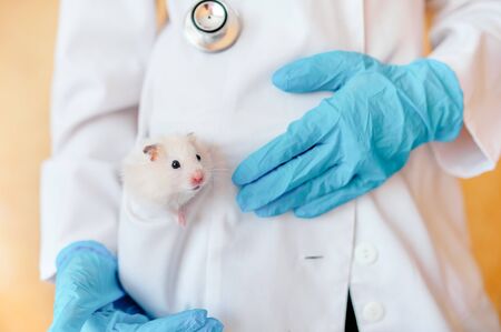 Hands of owner holding cute little hamster. Professional vet doctor diagnosing pet with stethoscope. Animal on examination in vet clinic. Doctor wearing in gloves and uniform.の写真素材