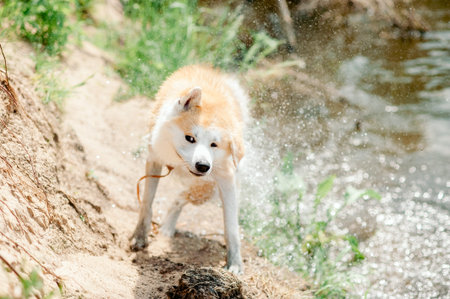 Wet dog came out of the water