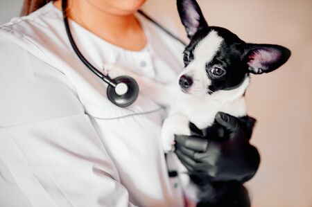 veterinarian holds a cute black and white puppy at the receptionの写真素材