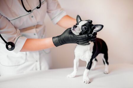 puppy at the vet, veterinary clinicの写真素材