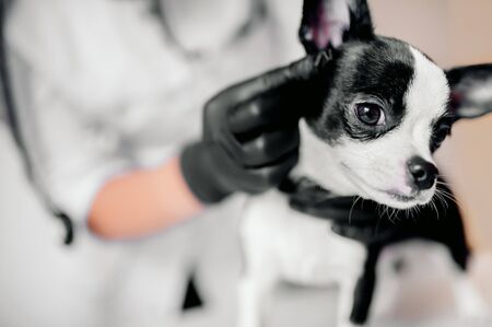 puppy at the vet, veterinary clinicの写真素材