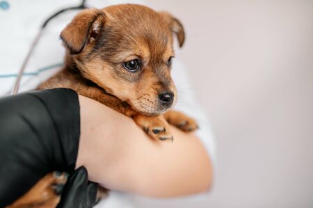 Veterinarian examines a puppy in a hospital. the little dog got sick. puppy in the hands of a veterinarian.の写真素材